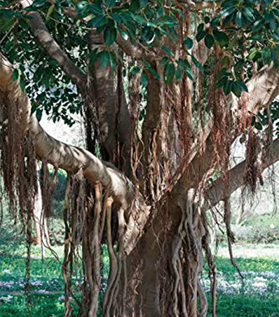 Marriudalu Churna