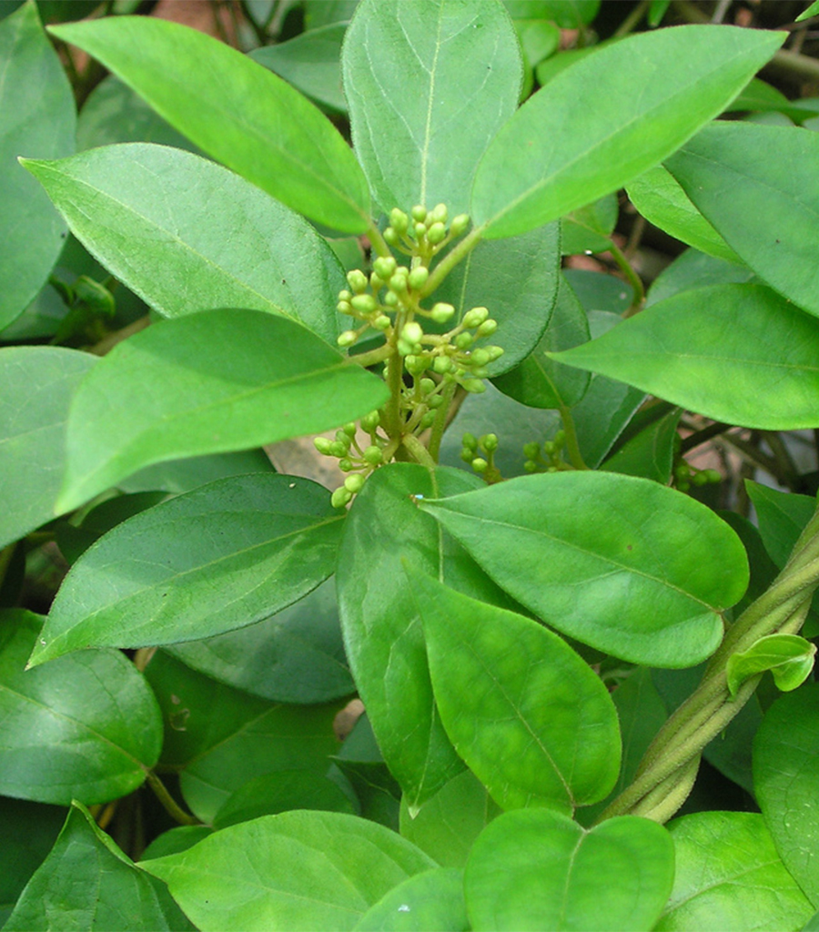 Podapatari Churna