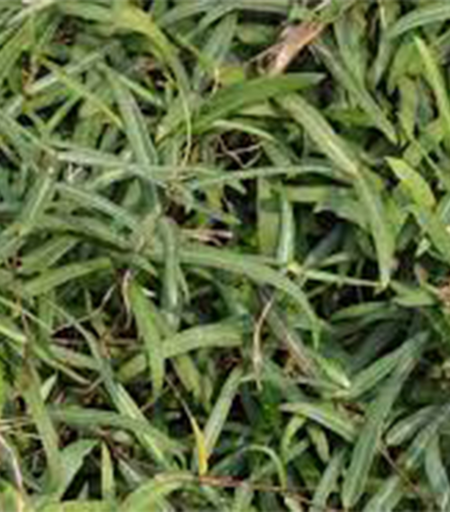Saribha Churna