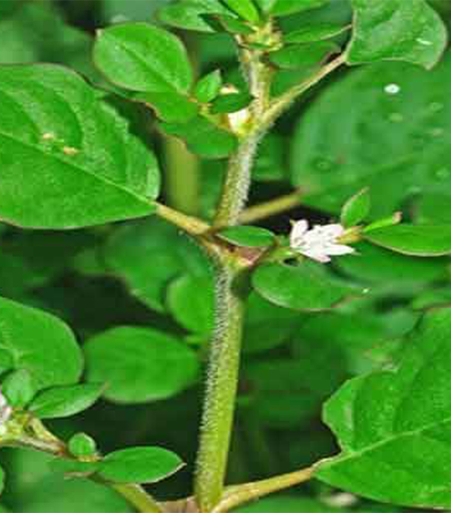 Tellagalijeru Churna